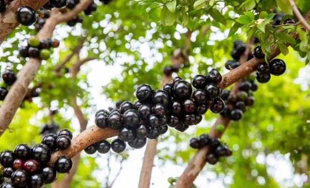 Cachoeira do Campo recebe curso gratuito de mudas de Jabuticaba